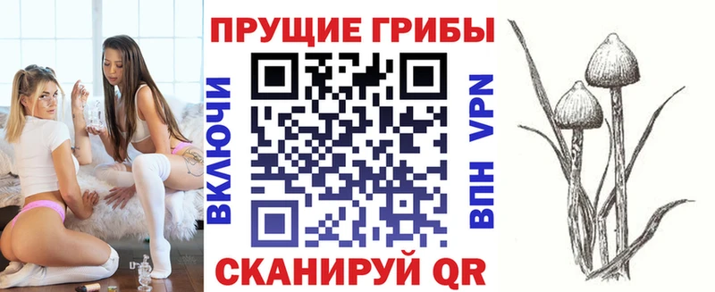 Псилоцибиновые грибы Psilocybe  Петрозаводск 